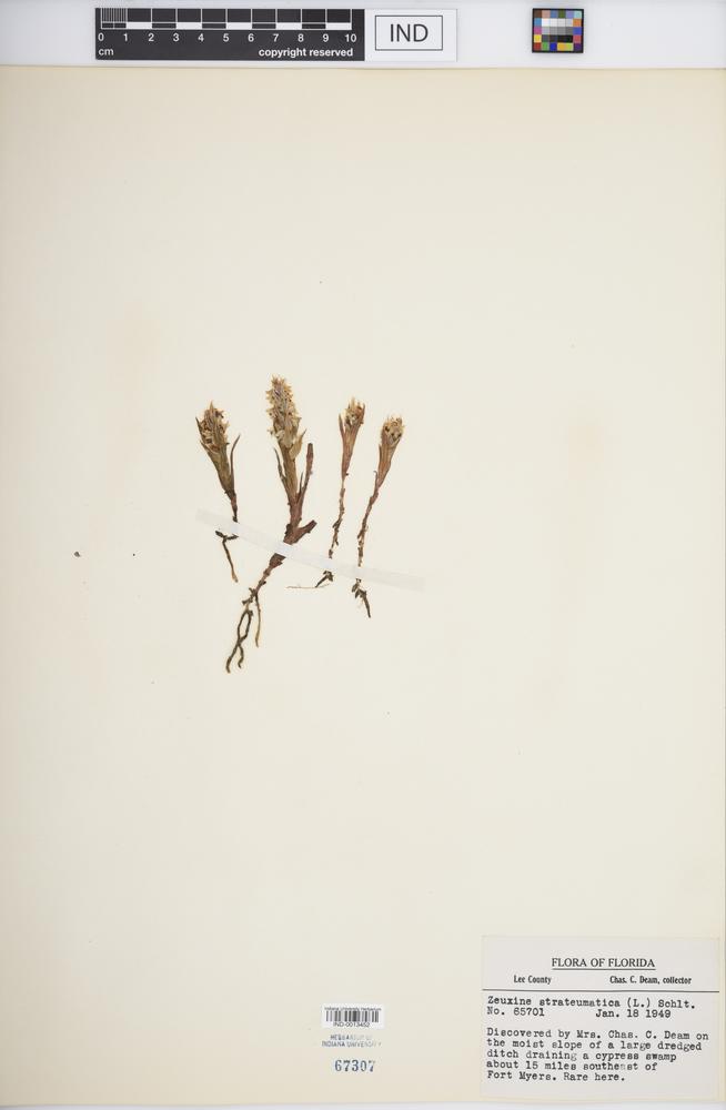 Zeuxine strateumatica image