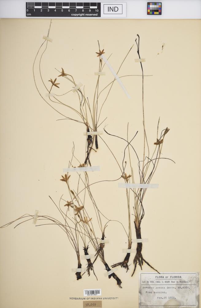 Hypoxis juncea image