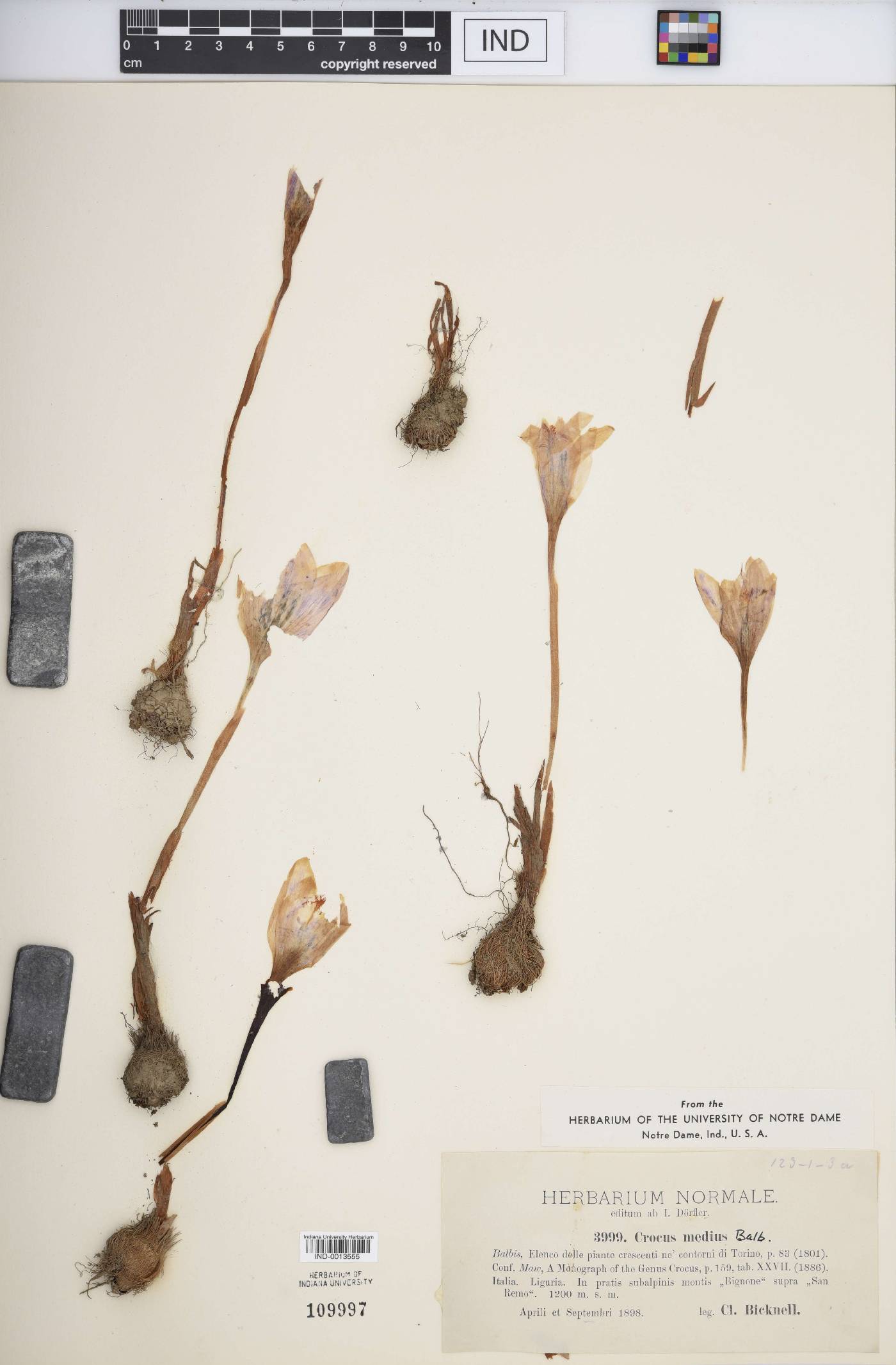Crocus medius image