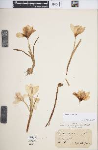 Crocus vittatus image