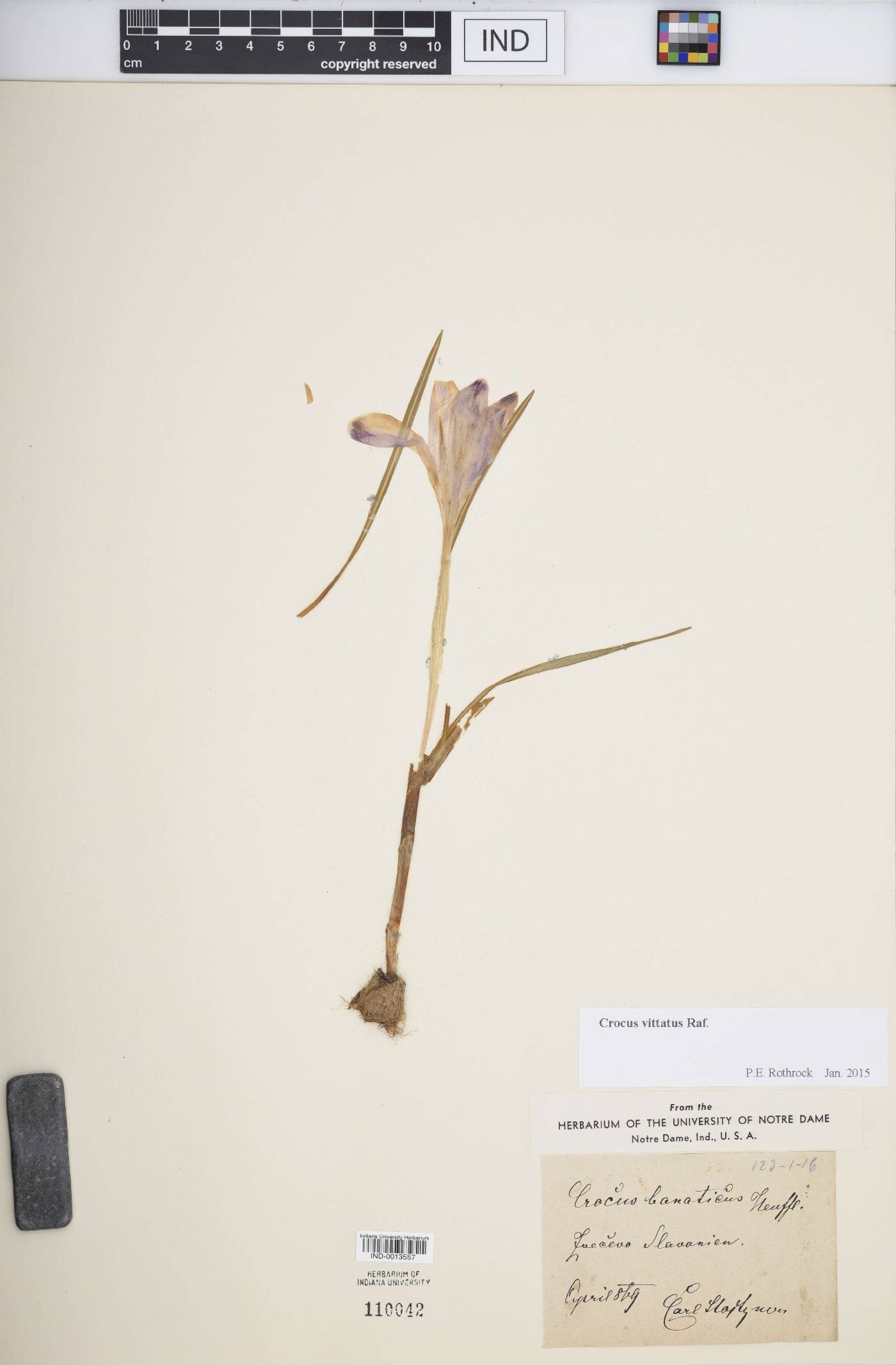 Crocus vittatus image