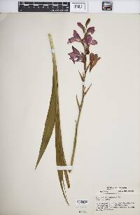 Gladiolus communis image