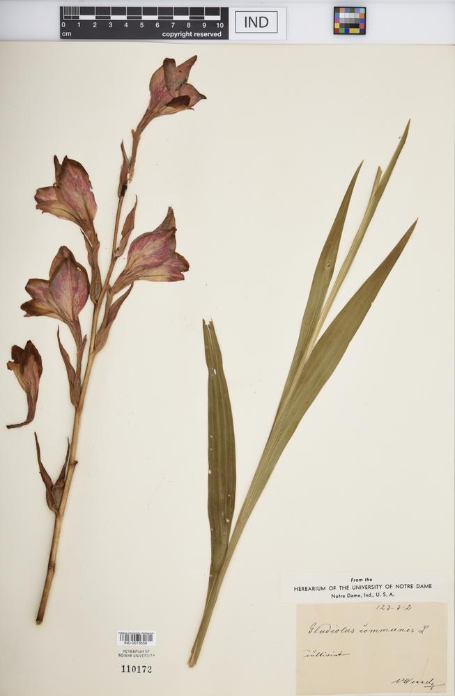 Gladiolus communis image