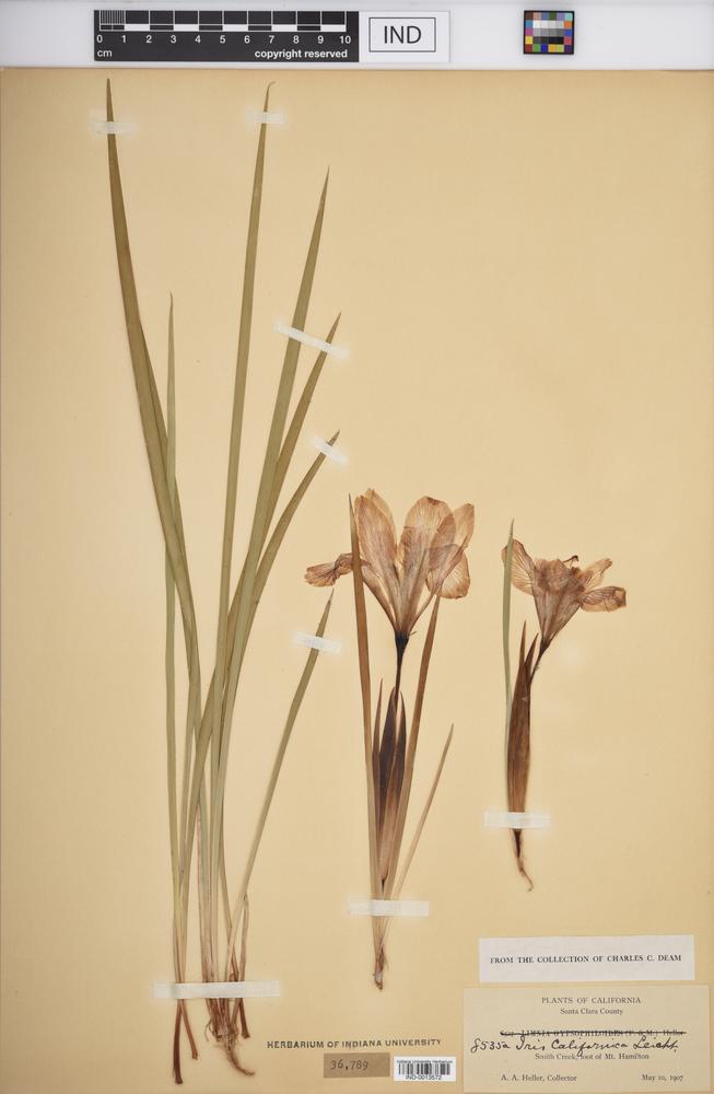 Iris californica image