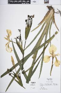 Iris pseudacorus image