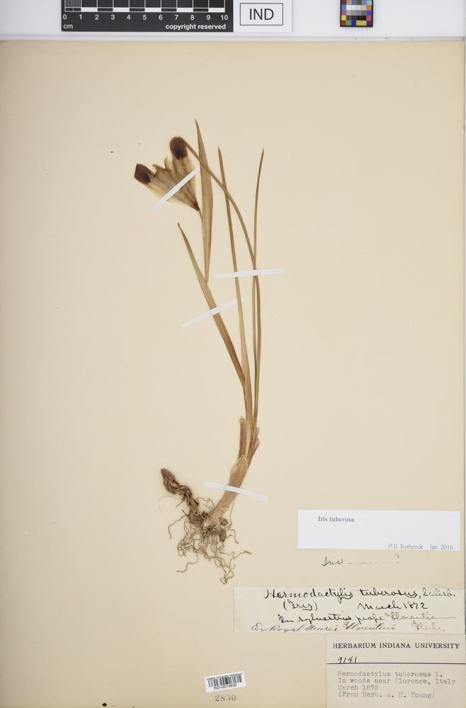 Iris tuberosa image