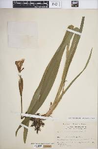 Iris versicolor image