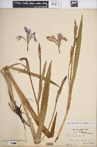 Iris versicolor image