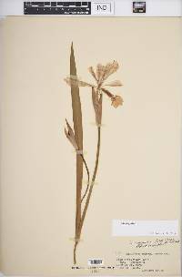 Iris virginica image