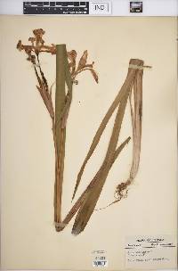 Iris virginica image