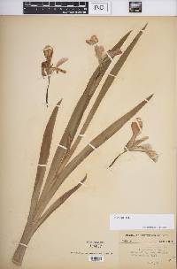 Iris virginica image