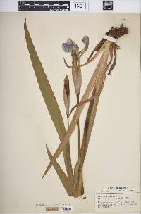 Iris virginica image