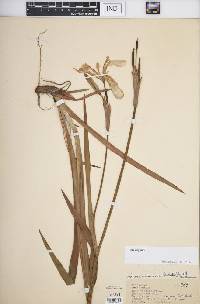 Iris virginica image