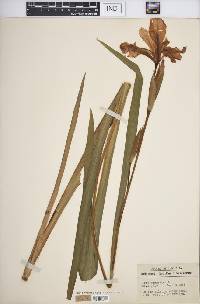 Iris virginica image