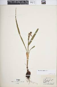 Nemastylis geminiflora image