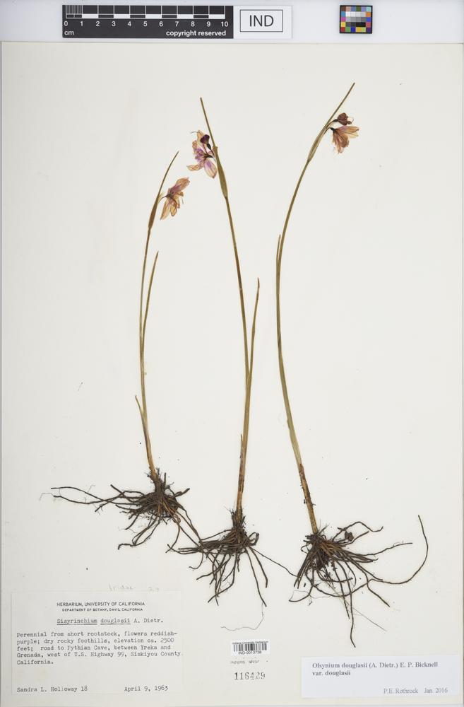 Olsynium douglasii var. douglasii image