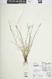 Sisyrinchium campestre image