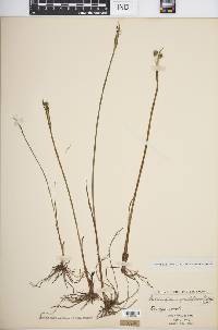 Sisyrinchium grandiflorum image