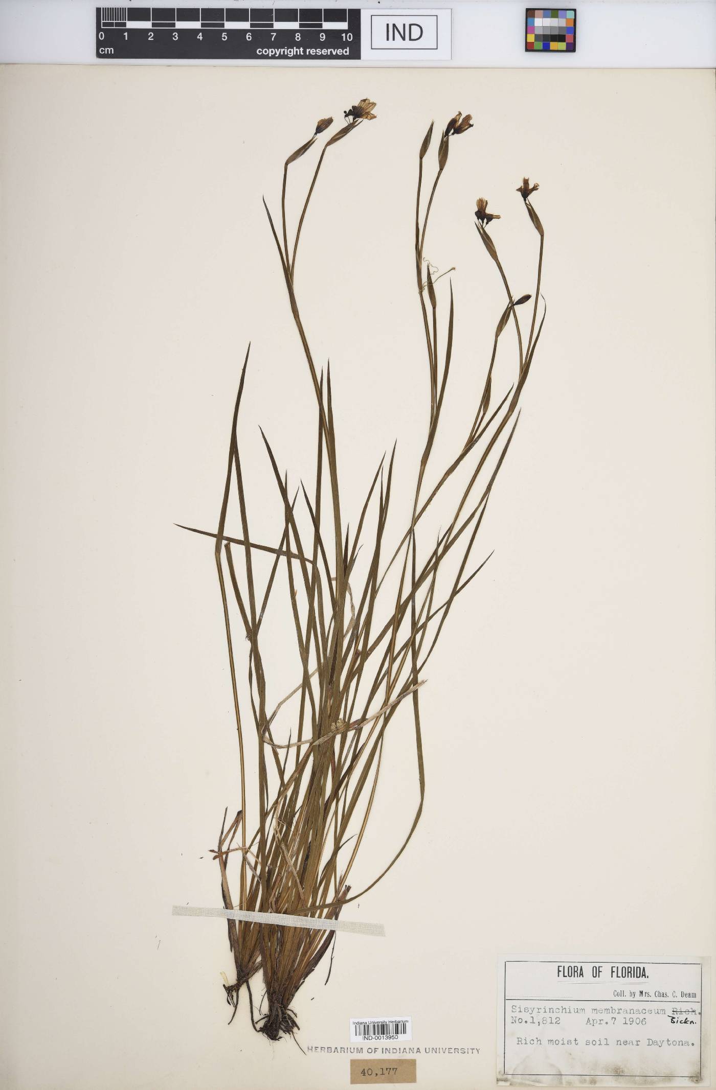 Sisyrinchium membranaceum image