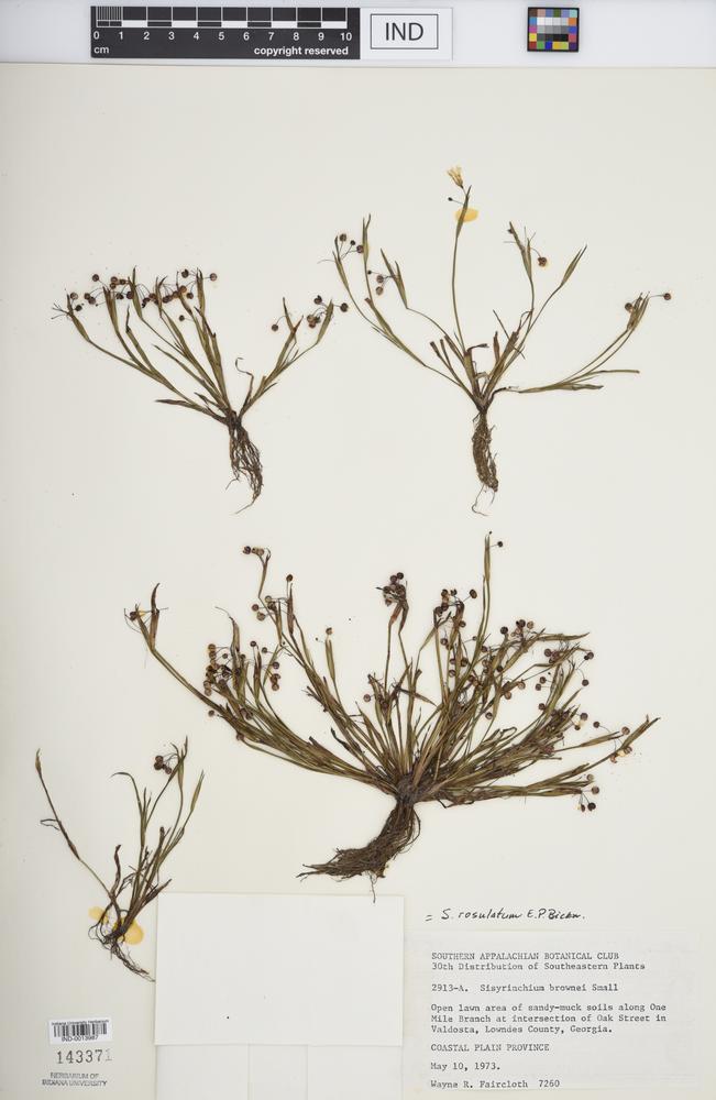 Sisyrinchium brownei image