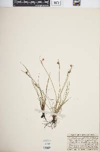 Sisyrinchium septentrionale image
