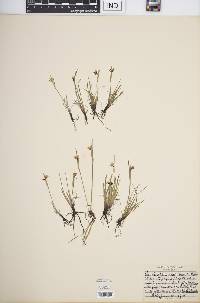 Sisyrinchium septentrionale image