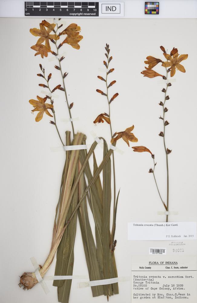 Tritonia crocata image