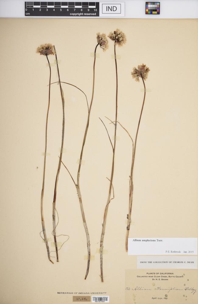 Allium amplectens image