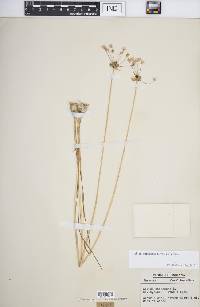 Allium canadense var. canadense image