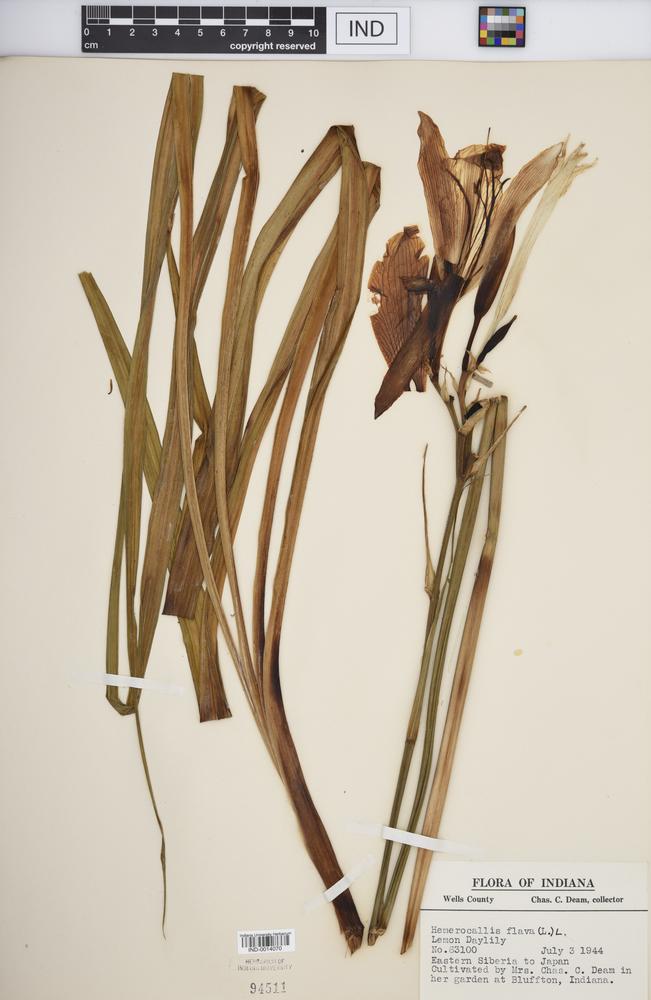 Hemerocallis flava image