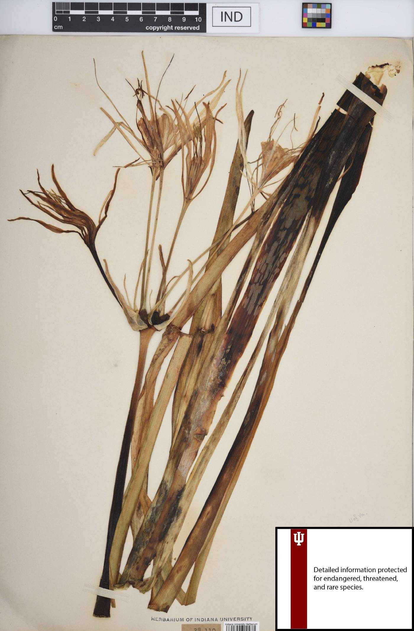 Hymenocallis occidentalis var. occidentalis image