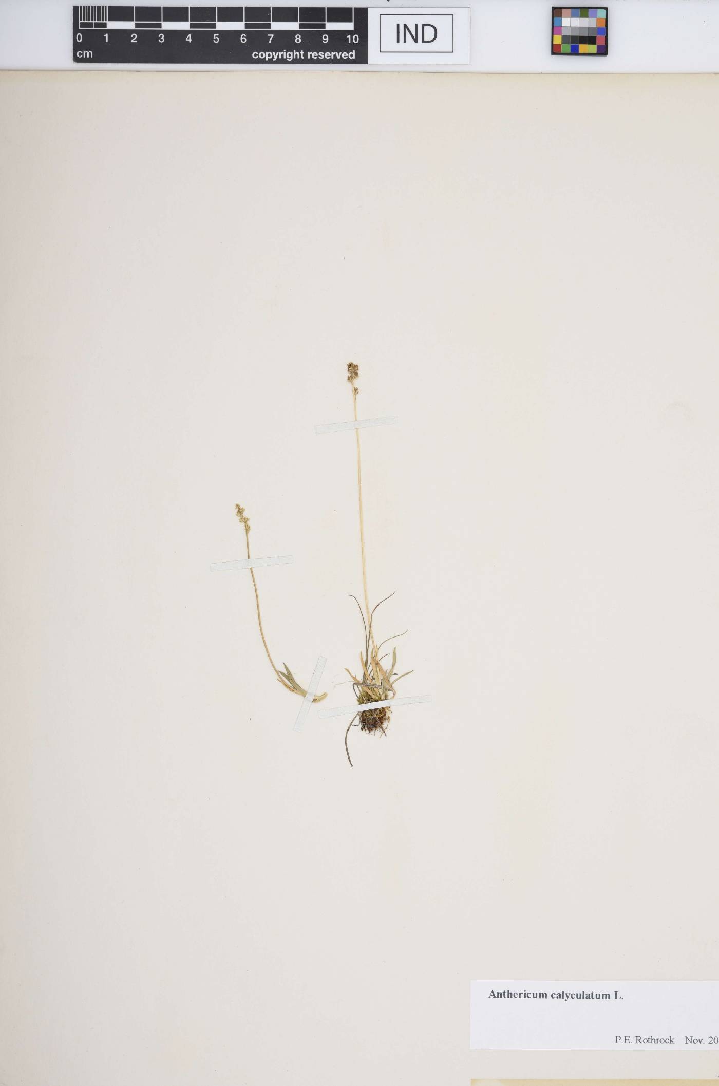 Anthericum calyculatum image