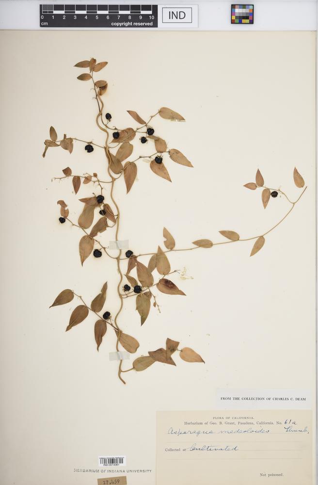 Asparagus medeoloides image