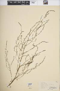 Asparagus officinalis image