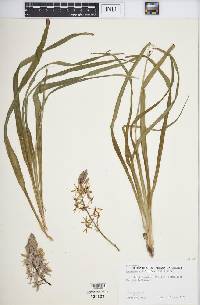 Camassia scilloides image