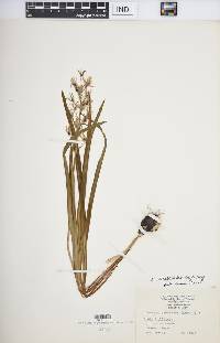 Camassia scilloides image