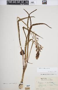 Camassia scilloides image