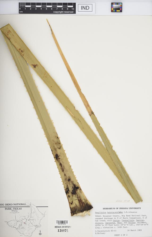 Dasylirion heteracanthum image