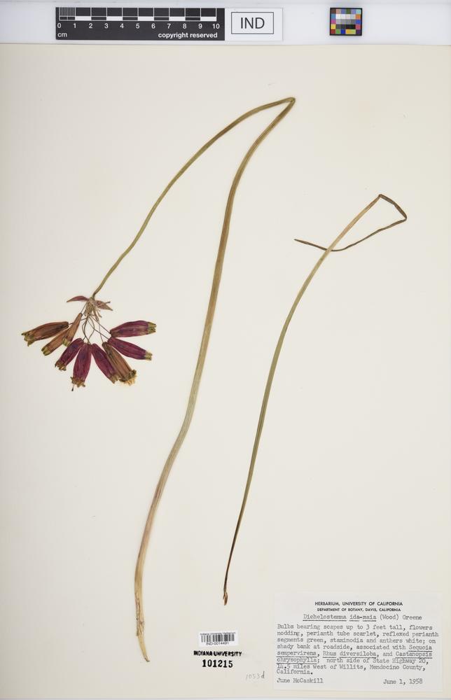 Dichelostemma ida-maia image