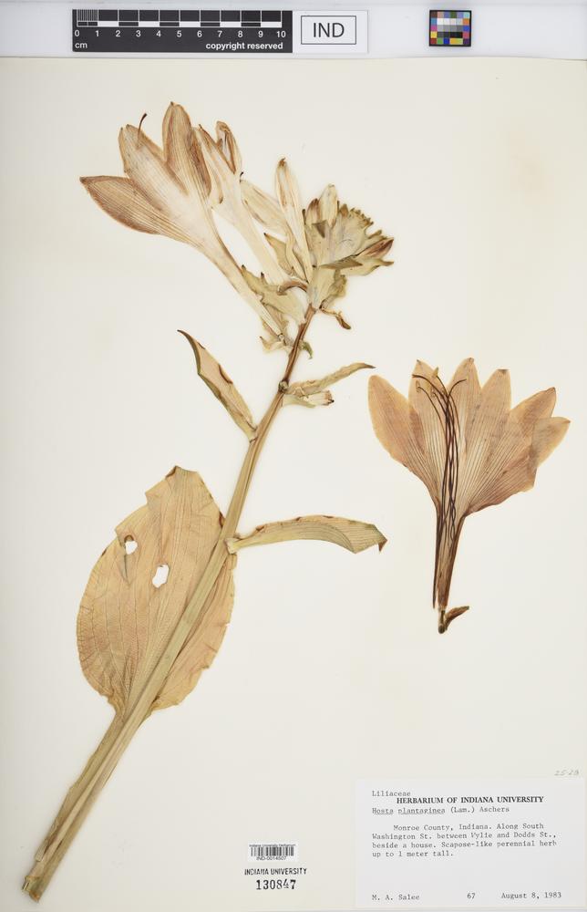 Hosta plantaginea image