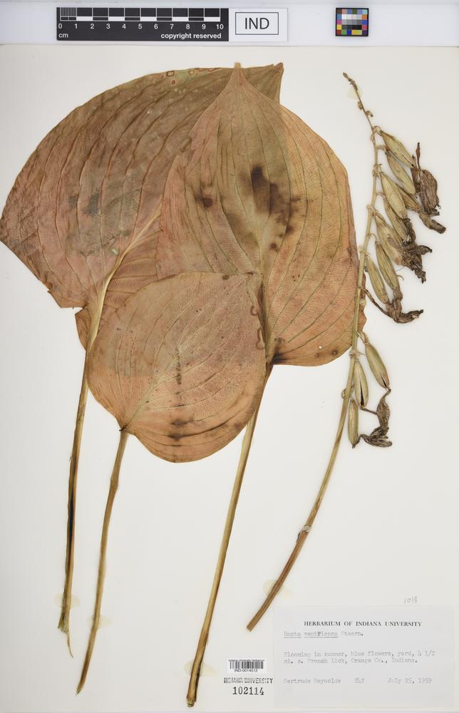 Hosta ventricosa image