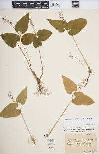 Maianthemum bifolium image
