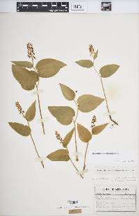 Maianthemum canadense image