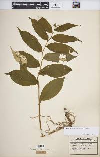 Maianthemum racemosum subsp. racemosum image