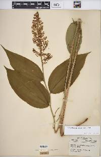 Maianthemum racemosum subsp. racemosum image