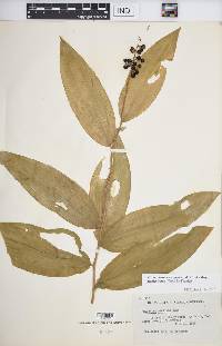 Maianthemum racemosum subsp. amplexicaule image