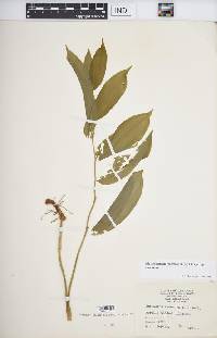 Maianthemum racemosum subsp. racemosum image