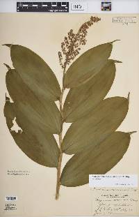 Maianthemum racemosum subsp. racemosum image