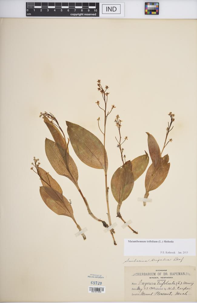 Maianthemum trifolium image