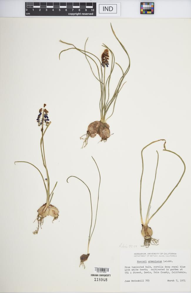 Muscari armeniacum image